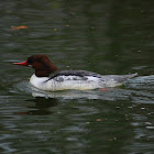 Common merganser