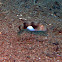 White Patch Razorfish