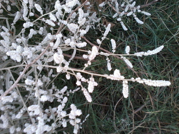 Spotting Image 1