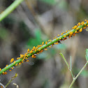 Oleander Aphids