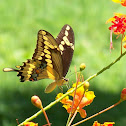Giant Swallowtail