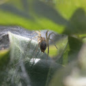 Funnel weaver