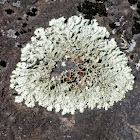 Rosette Lichen