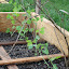 Pea 'Alderman'
