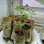 Tomato 'Hillbilly'