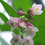 White winter berry