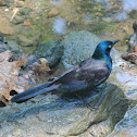 Common grackle