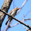 Asian Brown Flycatcher