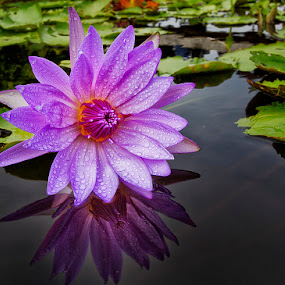 Violet pink by Charliemagne Unggay - Nature Up Close Flowers ( reflection, lily, nature, flower, natural background )