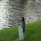 Anhinga