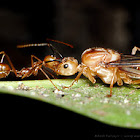 Weaver ants