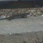 lizard by olu.darrek.anderson