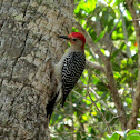 Red-bellied Woodpecker