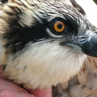 coyoteowlwoman