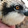 coyoteowlwoman