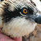 coyoteowlwoman