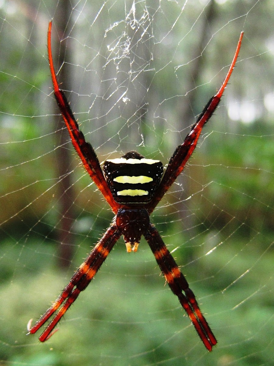 St. Andrew's Cross Spider