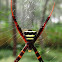 St. Andrew's Cross Spider