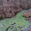 Watercress