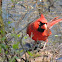 Northern Cardinal