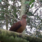 Brown Cuckoo-Dove