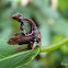 Treehopper