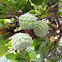 सीता फळ,   Sugar-apple
