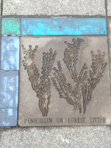 Penicillin on Forest Litter