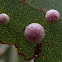 Eucalyptus Gall