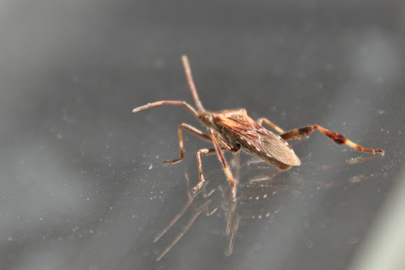 Spotting Image 1