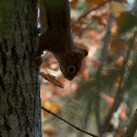 Red Squirrel