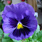 Pansy