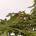 Brown-headed parrot