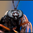 Robber Fly