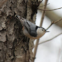 White-breasted Nuthatch