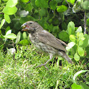 Ground Finch