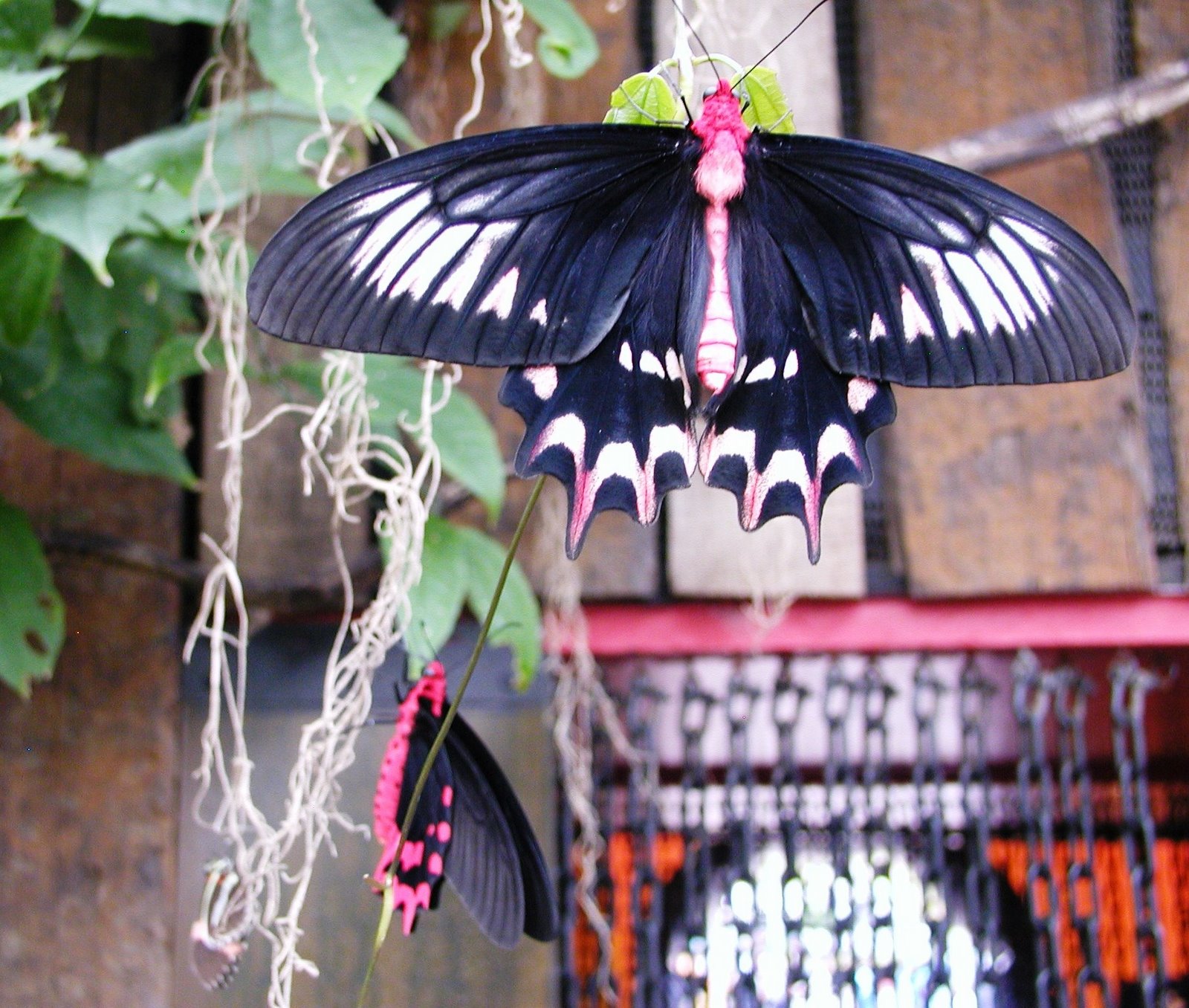 [LondonZoo552008BF265.jpg]
