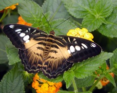 Parthenos sylvia (1) NHM