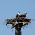 Osprey