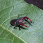 Stag beetle