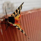 Polilla tigre. Tiger moth
