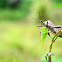 Coreidae