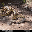 Northern Blacktailed Rattlesnake