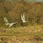 River Terns