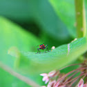 Milkweed bug