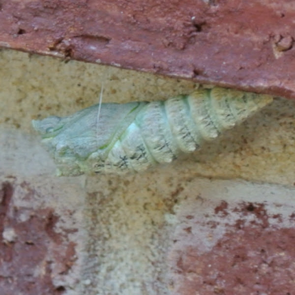 Black Swallowtail Chrysalis Project Noah