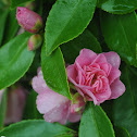 Camelia