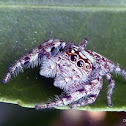 Garden Jumping Spider