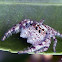 Garden Jumping Spider