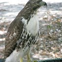 Red Tail Hawk